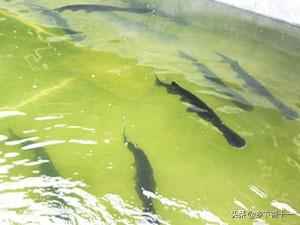 巴西哩鱼的生活习性:鸭嘴鱼的生活习性和养殖方法是什么？