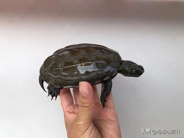 巴西龟可以干养吗?不吃东西怎么办?:刚出壳的巴西龟不吃东西怎么办？