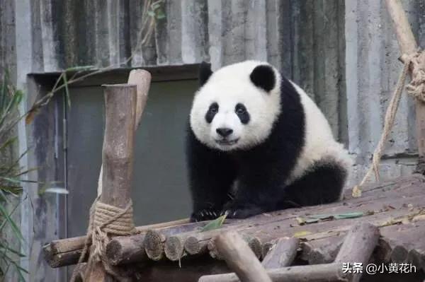 大熊猫为什么被视为中国的国宝,大熊猫为什么是中国的国宝？