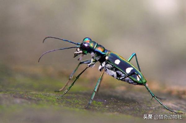 速度与猎豹不相上下的格雷伊猎犬:世界上什么动物跑的最快？
