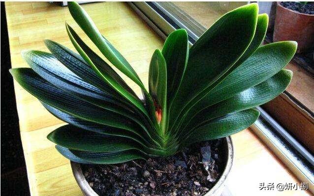 石蒜科的换锦花:君子兰开花用什么肥料催花？