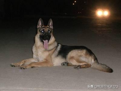 大庆哪里卖狼青狗崽:狼青和牧羊犬那个品种好？