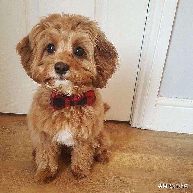 宠物狗皮肤病有哪些:狗狗有皮肤病，用什么药？