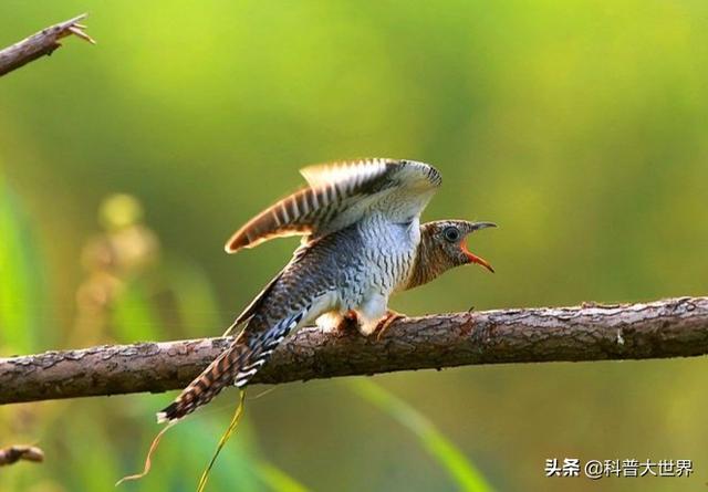 布谷鸟是大杜鹃鸟:有一种鸟的叫声像“老官好过”，是什么鸟？