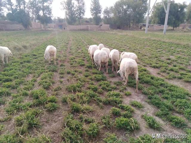 绵羊养殖:是养殖山羊效益好，还是养殖绵羊收益高？