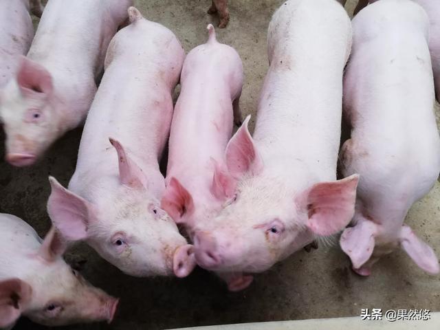 假如一头猪养一辈子不杀，最大能长多大？