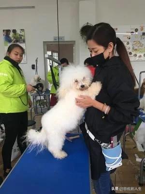 老师,你们有好的宠物美容学校推荐吗？