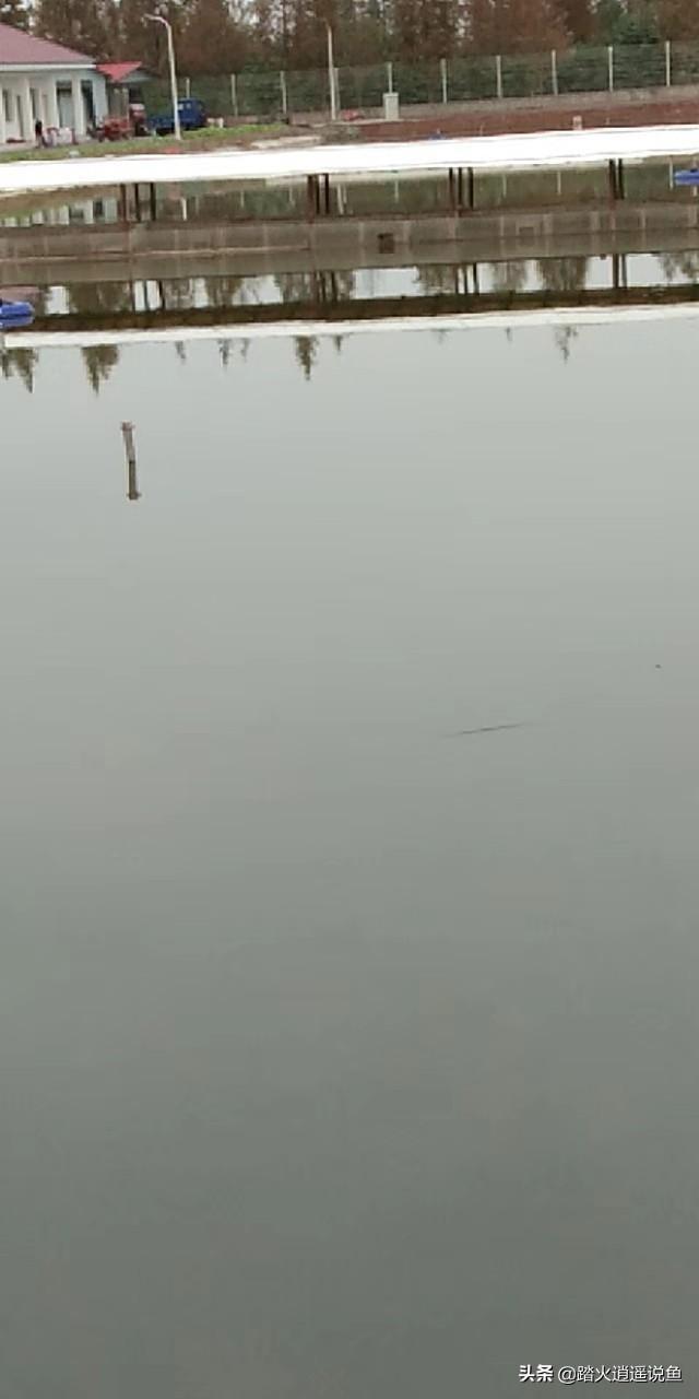 观赏水族疾病防治学:早春家鱼养殖疾病多发如何预防？