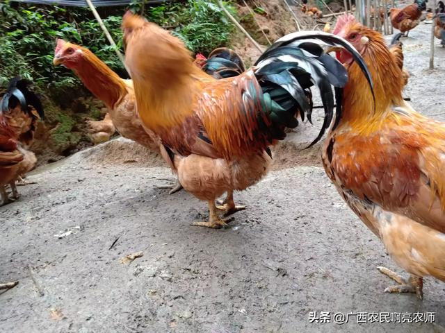 2020西施犬价格行情:2020肉鸡价格下跌，100元4只随处可见，后期能否上涨？