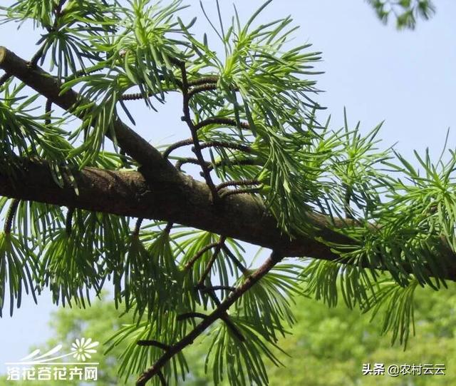 安第斯山猫可以养殖吗:海拔1200米左右的高山上适合种植什么蔬菜、树木和药材？