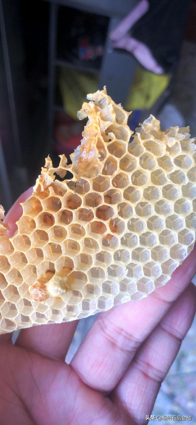 头条问答 - 怎么看出蜂王是否产卵?(9个回答)