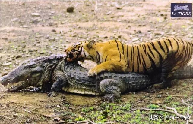 尼罗河巨蜥出售:陆地上有什么动物单挑能赢东北虎？