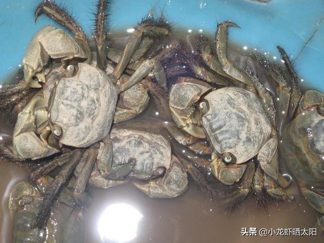 过去稻田里、芦苇荡里面的“害虫”：螃蜞,现在怎么成了香饽饽,为什么呢？