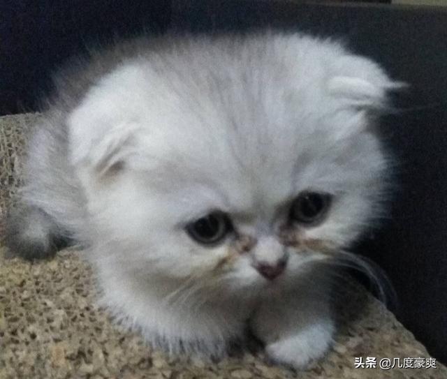 猫耳朵里面黑色的硬块:怎么知道猫咪耳朵里有没有耳螨？