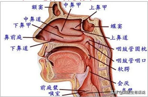 鼻炎导致一直咳嗽怎么办:蝶窦炎与反复咳嗽有关系吗？