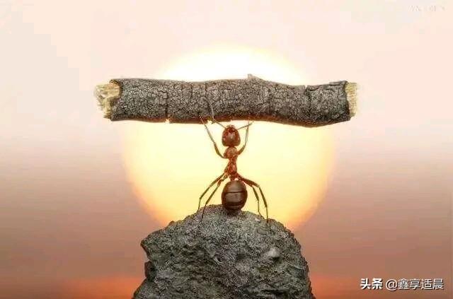 讲一讲有关“高低”的故事及你对这两个字的认识？