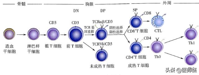 寄生虫感染的免疫:寄生虫感染的免疫类型 hiv主要侵害哪种细胞？主要有哪些症状？