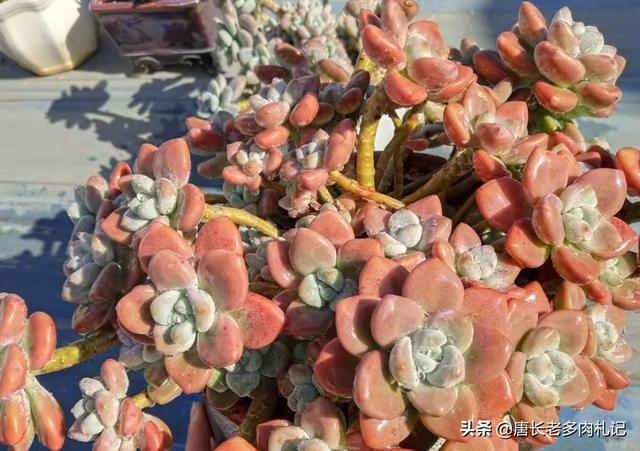 多肉景天科长生草属有哪些植物:有哪些多肉品种值得推荐？