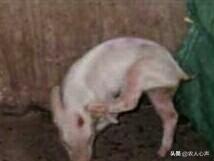 猪伪急性脑炎什么症状:在农村养猪，猪得了传染性脑脊髓炎如何诊治？