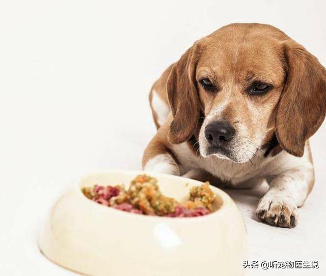 不是纯种博美犬怎么养:博美犬一般可长到多少斤重呢？