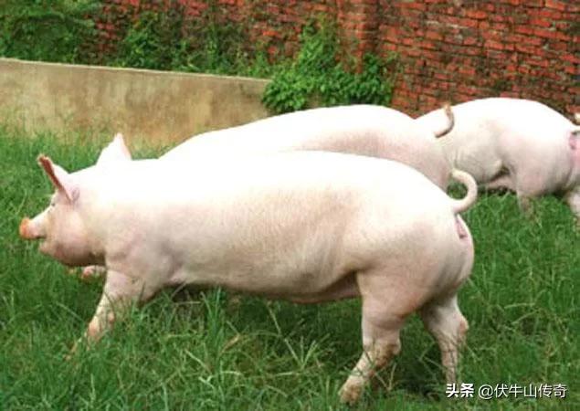 藏香猪养殖(藏香猪养殖技术)