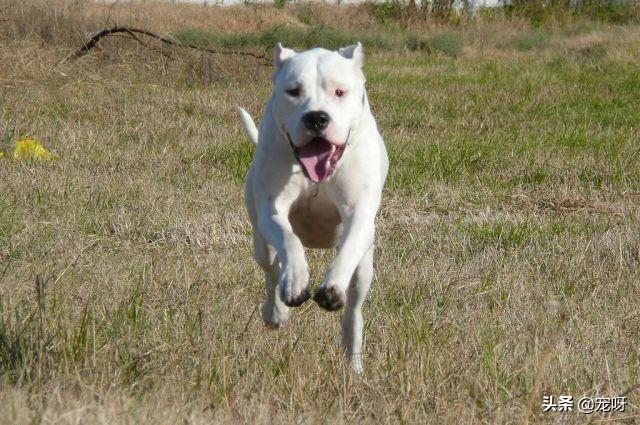 杜高犬打猎视频和比特谁厉害:杜高犬真的可以猎杀美洲狮吗？