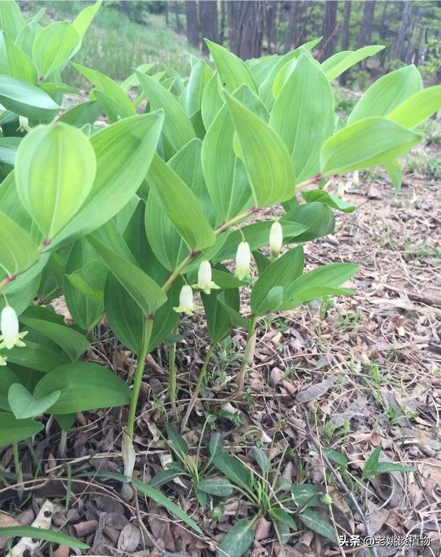 狐尾兰与多花指甲兰区别:黄精和玉竹是同一种植物吗？如果不是，区别在哪？