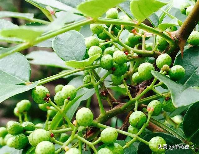 农安实验动物用品经销部:在自己家乡种植的农产品，有什么好办法推广出去？