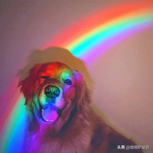 宠物狗品种图片大全金毛:为什么有些养金毛的人会弃养它？