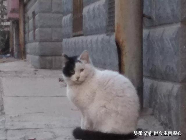 流浪猫:流浪猫怀孕了，快饿死了，想给它找个地方安顿下来，怎么照顾呢？