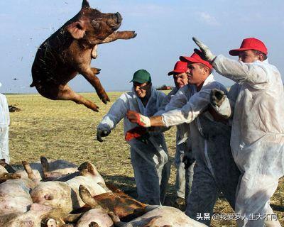 猫传染病:猫咪换了新环境以后会容易得猫瘟吗？该怎么预防？