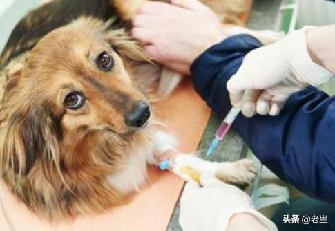 卡斯罗幼犬什么时候打疫苗:狗狗打疫苗的时间和什么时候打疫苗？