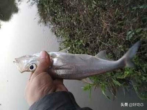 鹤嘴鱼图片:请问钓友这个是什么鱼呀？