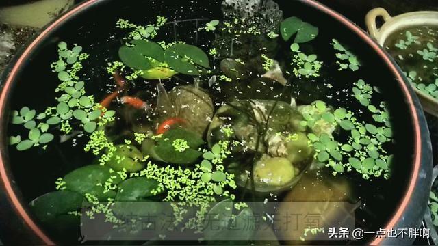 养鱼知识氧气:在阴台大水缸里养鱼需要充氧吗？为什么？