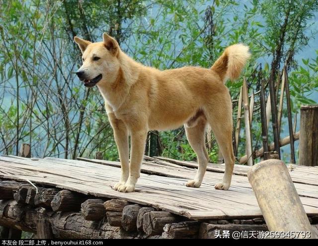猫狗大战2猫怪的复仇:猫害怕黄瓜，狗害怕什么呢？