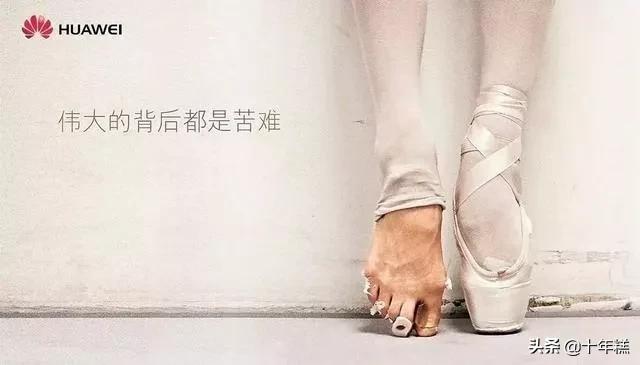 斗牛犬图片:刚带回家的斗牛犬不便便怎么办呢？