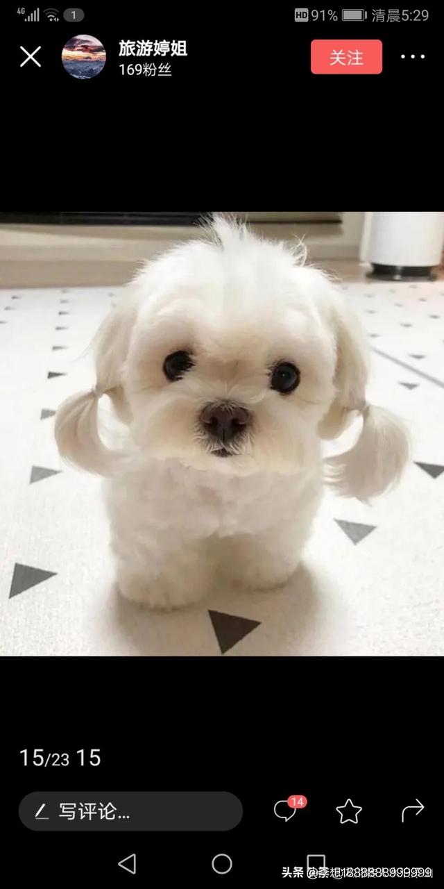 贵妇犬能吃葡萄吗:贵妇犬除了吃狗粮还能吃别的吗 什么食物狗狗不能吃，杀伤力是非常大的？