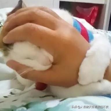 你什么时候被猫的智商震惊了？插图48