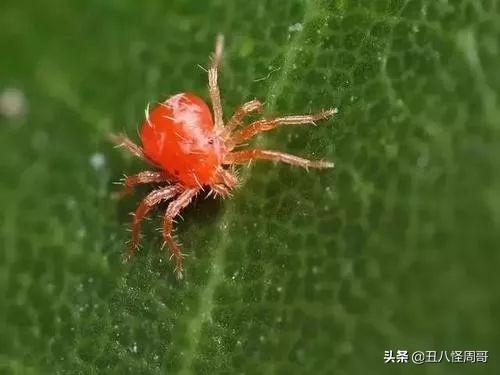 托拉菌素多少钱:用什么药杀红蜘蛛不伤柑橘果树嫩叶？