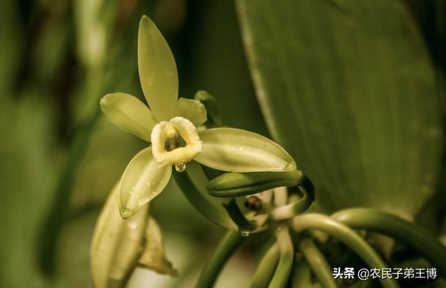 樱花兰花的种植方法:兰花怎么养，兰花的种植方法及栽培技巧？