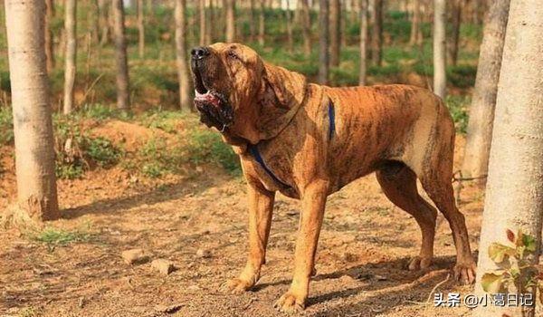 世界上最大的藏獒有多少米:有什么巨型犬，外表威猛内心温柔？