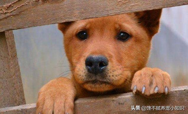 狗狗真粗大好充实最新章节:怎么看一只狗狗过得幸福不幸福？