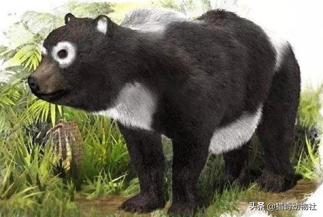 熊猫是食肉动物吗，熊猫从食肉进化进食植物了，有没有相反的