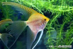 怎么养好红鼻剪刀:家里太干，想养鱼，什么鱼好养？