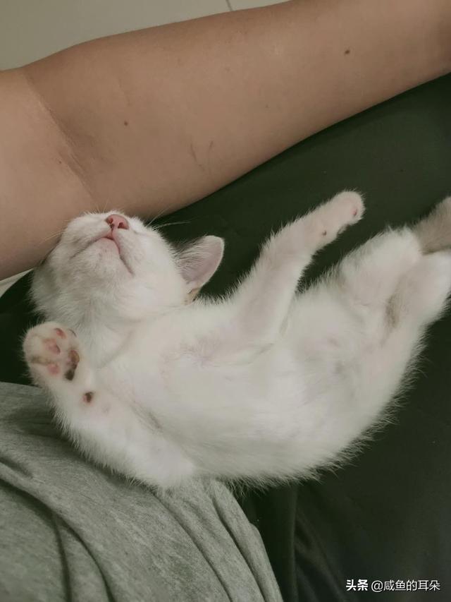 波斯猫儿:有哪一瞬间你觉得被猫咪萌化了？