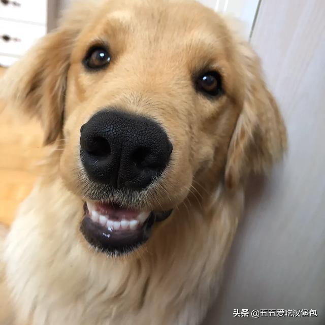 贝生吉犬是种好奇心很旺盛的狗:什么狗狗比较会撒娇？跟体型有关系吗？