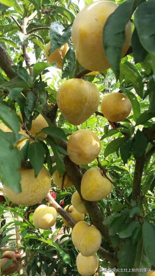 头条问答 - 种植黄金蜜李用什么做授粉树?(2个回答)