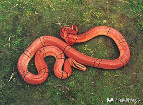 世界上最美的横斑锦蛇:红色黑条纹的蛇是什么品种,有无毒性?有图？