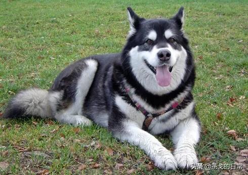 哈士奇犬特点:哈士奇那么傻，为什么拉雪橇那么优秀？