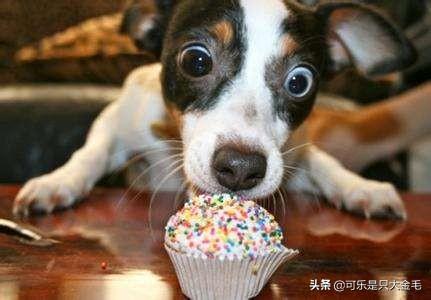 柯基犬怎么训练:柯基吃食太快了怎么纠正？